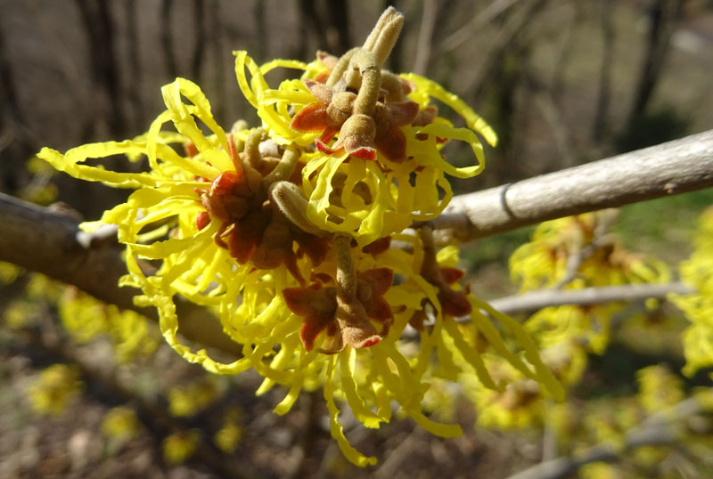 Hamamelis sp.